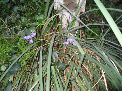 irises on my path