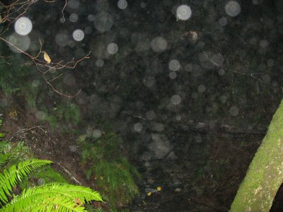 orbs down by the creek