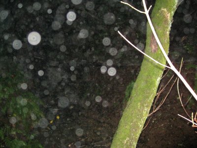 orbs down by the creek
