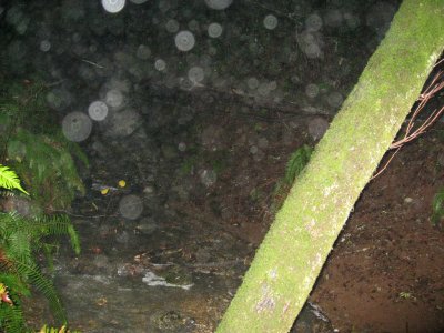 orbs down by the creek