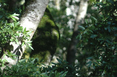 trees in my backyard