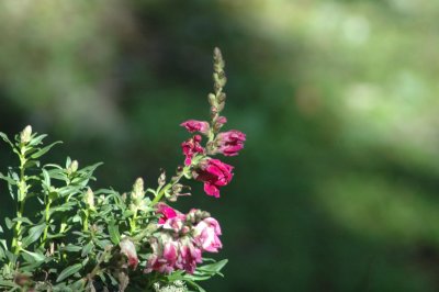snapdragons