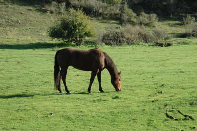 horse in pasture