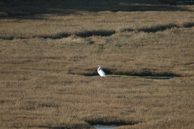 egret