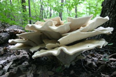 Mushrooms in Frick Park 2006