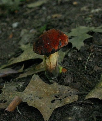 Mushrooms in Frick Park 2006