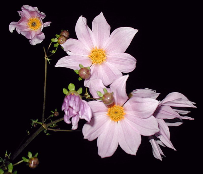  Dahlia imperialis  ~Tree Dahlia~  Can grow to at least 15 feet tall