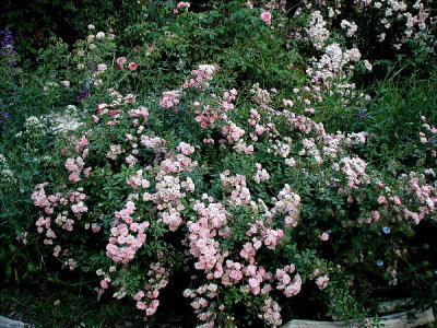 Polyantha Roses