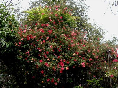 Mutabilis...a very large Rose...puts out hundreds of blooms, 3 different colors on the bush