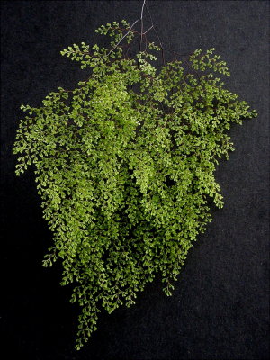 Adiantum Fern ....ONE frond!  This is one of my favorite Ferns (ID #1)