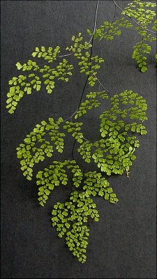 Adiantum  ~ Maidenhair Ferns~