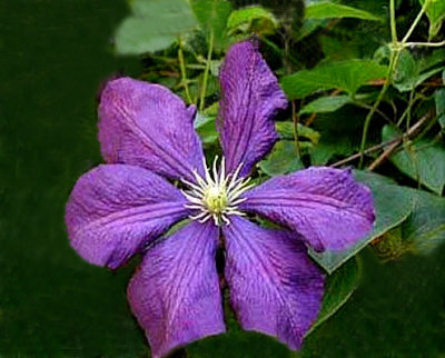 Clematis 'Etoile Violette'