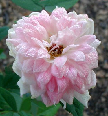  Pink Poodle Rose  ~as the flowers age the petals  curve downward~