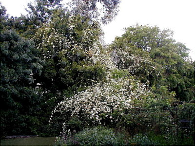 Banksia Roses taken from upper back garden