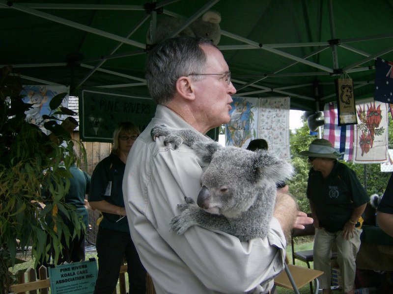 Koala at Koala rescue stand at Dayboro