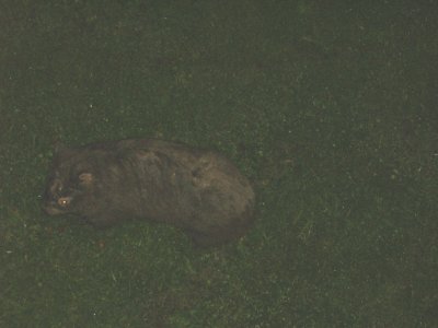 Wombat in garden at Nowra, night time.