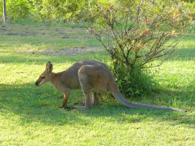 red necked wallabies
