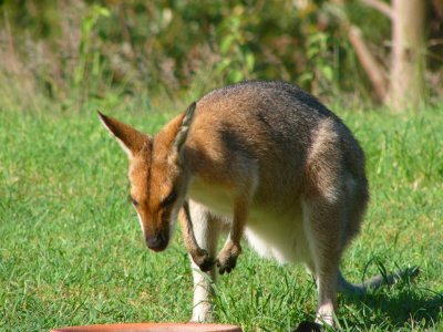 red necked wallaby