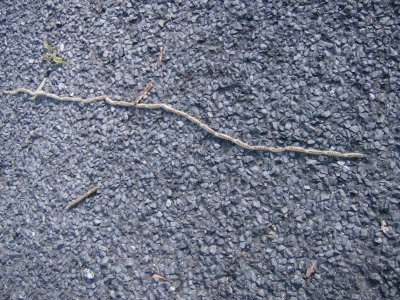 caterpillars forming a snake