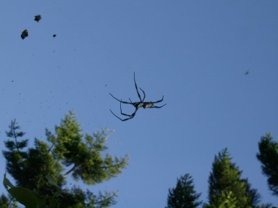 Spider