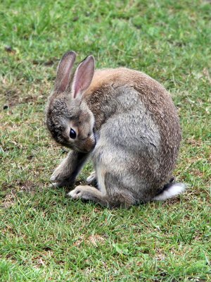 European Rabbit (Oryctolagus cuniculus)