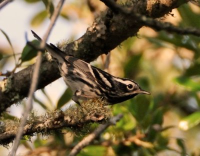 Black and white Warbler