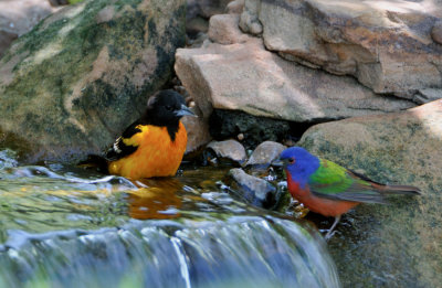 Baltimore Oriole & Painted Bunting