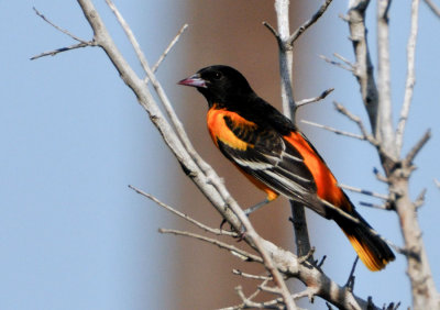 Baltimore Oriole