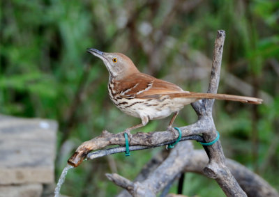 Brown Trasher