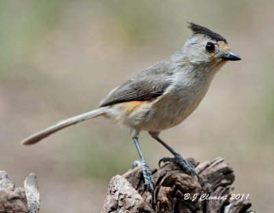 Black-crested Titmouse