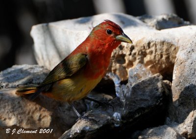 Juvenile Male Summer Tanager