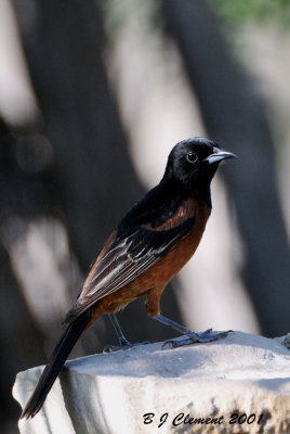 Male Orchard Oriole