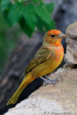 Juvenile Male Summer Tanager