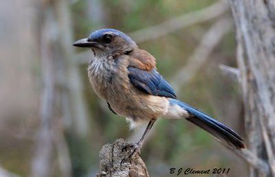 Scrub Jay