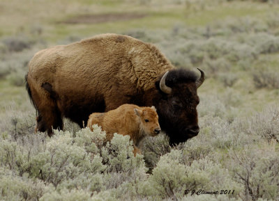 New born Buffalo Calf and Mom
