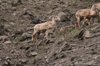 Bighorn Lamb &Ewes 