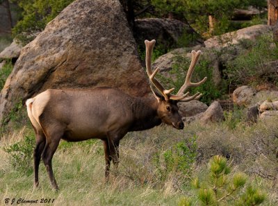 Bull Elk in Velvet