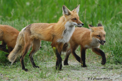 Mama Fox and two of her four Kits