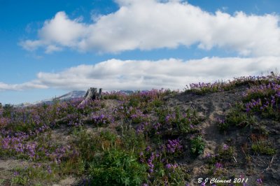 Mount St Helen's