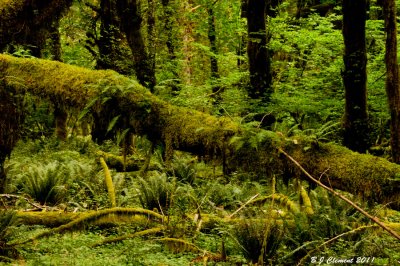 Quinault Rain Forest