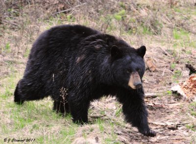 Yellowstone Spring 2011