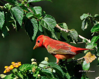 Summer Tanager