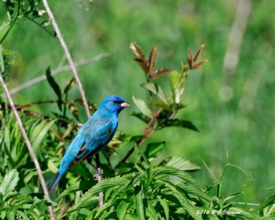 Indigo Bunting