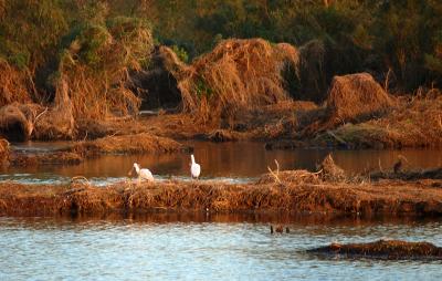 Roseate Spoonbills