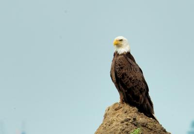 Bald Eagle