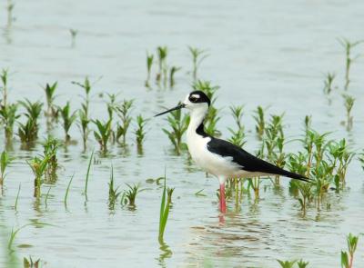 Black Necked Stilt