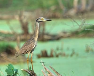 Juvenile Yellow Crown Night Heron