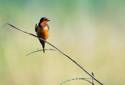 Barn Swallow