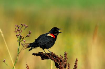 Male Red Wing Blackbird