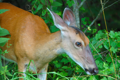 Cades Cove Doe